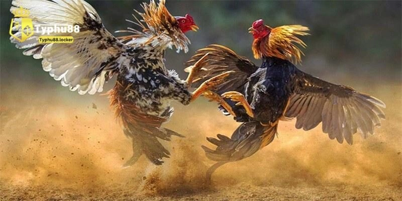 Nuôi Gà Đá - Chia Sẻ Kinh Nghiệm, Kỹ Năng Chăm Gà Chiến Lợi ích khi hiểu rõ cách nuôi đá gà