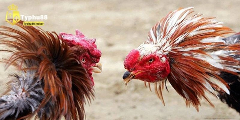 Nuôi Gà Đá - Chia Sẻ Kinh Nghiệm, Kỹ Năng Chăm Gà Chiến cach nuoi ga da