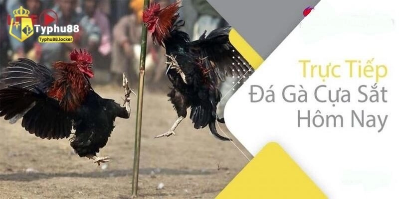Luật Đá Gà Cựa Sắt - Cập Nhật Mới Nhất Tại Typhu88 da ga cua sat
