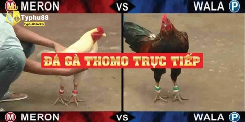 Xem đá gà Thomo ở đâu? 