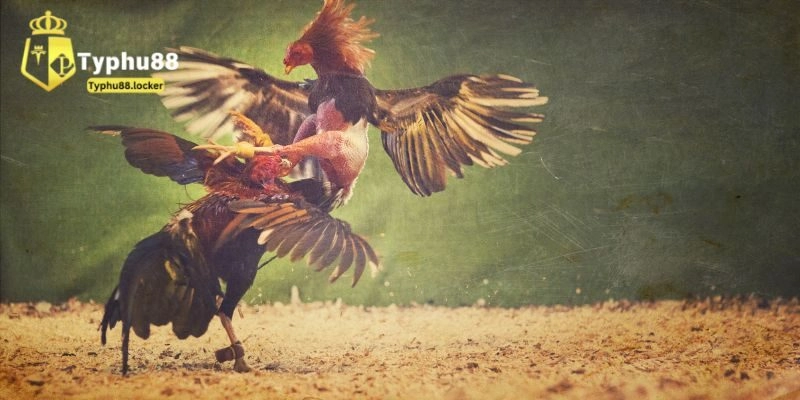 Đá Gà Typhu88 - Chuyên Mục Giải Trí Online Đặc Sắc Tổng hợp các hình thức đá gà Typhu88 hấp dẫn