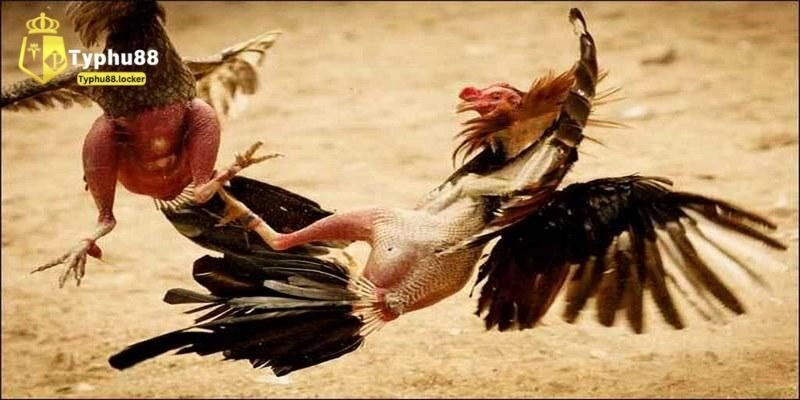 Cá Cược Đá Gà Typhu88 - Loại Hình Giải Trí Hấp Dẫn Nhất dia chi ca cuoc da ga