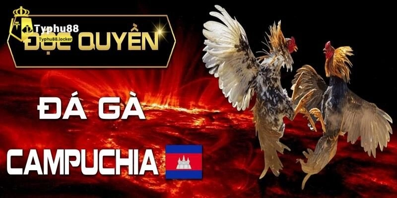 Đá Gà Campuchia - Siêu Phẩm Thịnh Hàng Hàng Đầu Tại Typhu88 gioi thieu da ga campuchia