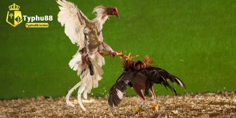 Đá Gà Typhu88 - Chuyên Mục Giải Trí Online Đặc Sắc Vì sao nên tham gia đá gà Typhu88?