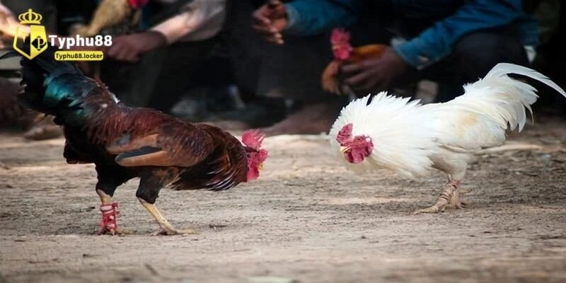 Luật Đá Gà Thomo Chi Tiết Và Bí Quyết Chơi Tại Typhu88 Sơ lược về đá gà Thomo online hấp dẫn