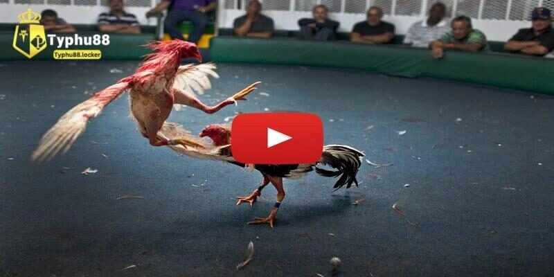 Loại hình đá gà campuchia phổ biến tại Typhu88