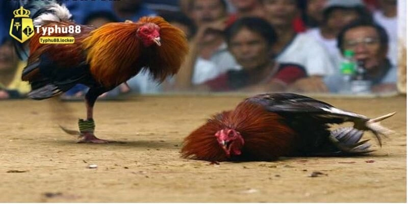 Tìm hiểu luật chơi đá gà trực tiếp