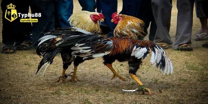 Luật Đá Gà Cựa Sắt - Cập Nhật Mới Nhất Tại Typhu88 Tìm hiểu về luật đá gà cựa sắt chi tiết nhất typhu88 đang áp dụng