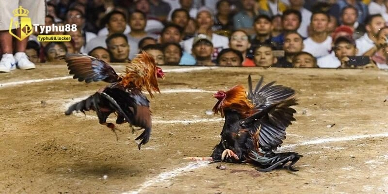 Luật Đá Gà Thomo Chi Tiết Và Bí Quyết Chơi Tại Typhu88 Lý do nên tham gia đá gà Thomo tại Typhu88