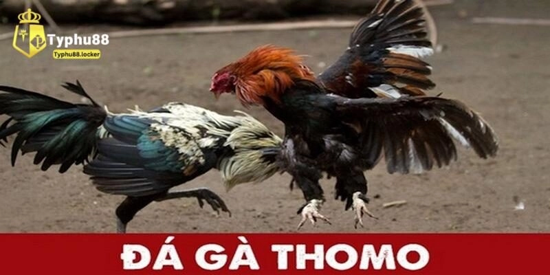 Luật Đá Gà Thomo Chi Tiết Và Bí Quyết Chơi Tại Typhu88 luat da ga thomo