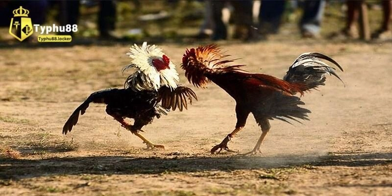 Nuôi Gà Đá - Chia Sẻ Kinh Nghiệm, Kỹ Năng Chăm Gà Chiến Những vấn đề khác cần chú ý khi nuôi gà đá