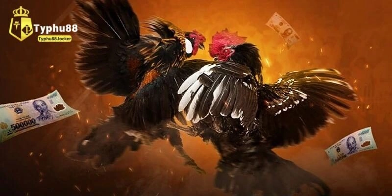 Wala Là Gì Trong Đá Gà? Giải Mã Kèo Cược Phổ Biến Nhất thong tin ve wala la gi trong da ga