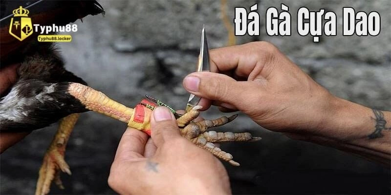 Luật Đá Gà Cựa Dao - Cập Nhật Thông Tin & Bí Quyết Thắng Lớn tim hieu luat da ga cua dao