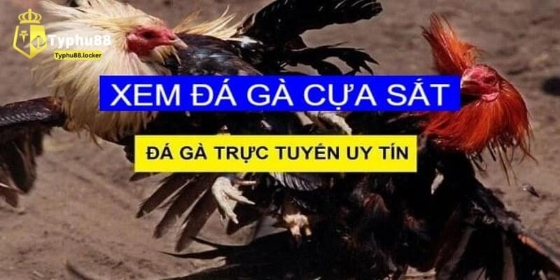 Luật Đá Gà Cựa Sắt - Cập Nhật Mới Nhất Tại Typhu88 Đá gà cựa sắt và giới thiệu tổng quan