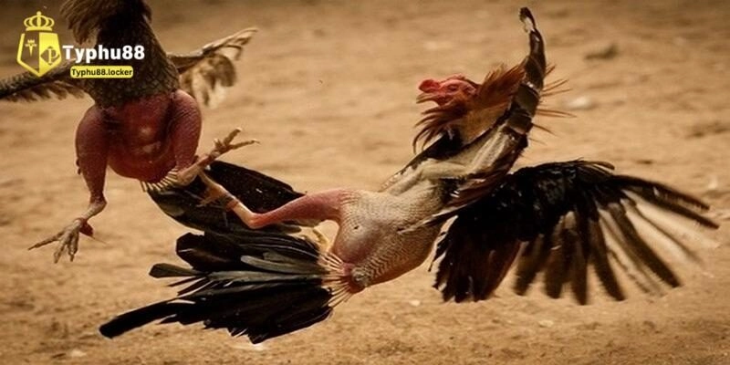 Luật Đá Gà Thomo Chi Tiết Và Bí Quyết Chơi Tại Typhu88 Chia sẻ luật đá gà Thomo chi tiết cho tân binh